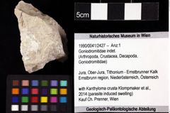 Foto (Objket + Etiketten) von Goniodromitidae indet. 